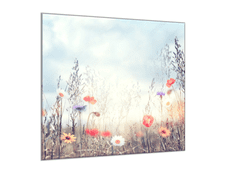 Glasdekor Obraz skleněný čtvercový malované luční kvítí a tráva, modré nebe - Rozměry-čtverec: 80 x 80 cm