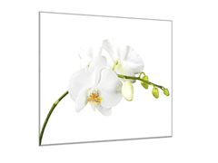 Glasdekor Obraz do koupelny květ bílé orchideje na stonku - Rozměry-čtverec: 90 x 90 cm
