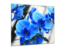 Glasdekor Obraz skleněný čtvercový květy modré orchideje - Rozměry-čtverec: 70 x 70 cm