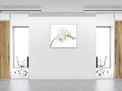 Glasdekor Obraz do koupelny květ bílé orchideje na stonku - Rozměry-čtverec: 90 x 90 cm