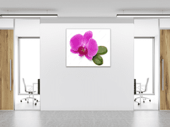 Glasdekor Obraz skleněný čtvercový květ fialové orchideje a list - Rozměry-čtverec: 60 x 60 cm