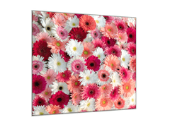 Glasdekor Obraz na skle detail růžové a bílé květy gerbery - Rozměry-čtverec: 60 x 60 cm