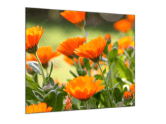 Glasdekor Obraz skleněný čtvercový oranžové květy měsíček lékařský - Rozměry-čtverec: 70 x 70 cm