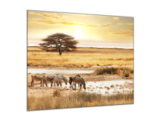 Glasdekor Obraz skleněný zebry na Safari - Rozměry-čtverec: 40 x 40 cm