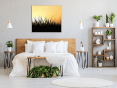Glasdekor Obraz skleněný tráva v západu slunce - Rozměry-čtverec: 60 x 60 cm