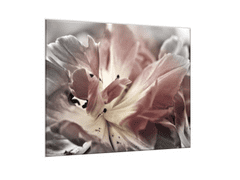 Glasdekor Obraz skleněný čtvercový abstraktní šedý květ tulipánu - Rozměry-čtverec: 70 x 70 cm