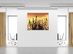 Glasdekor Obraz skleněný tráva v západu slunce - Rozměry-čtverec: 65 x 65 cm