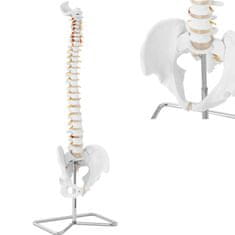 shumee Anatomický model lidské páteře s mužskou pánví 76 cm