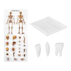 shumee Anatomický model lidské kostry 180 cm + anatomický plakát