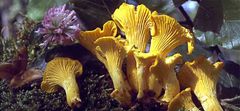 PLANTO Liška obecná ( Cantharellus cibarius ) mykorhyzní mycelium