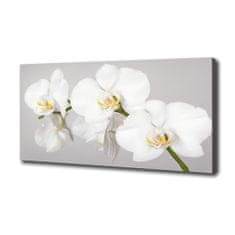 Wallmuralia Foto obraz canvas Orchidej 125x50 cm