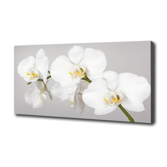 Wallmuralia Foto obraz canvas Orchidej