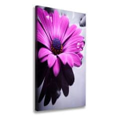 Wallmuralia Foto-obraz canvas do obýváku Růžová gerbera 50x100 cm