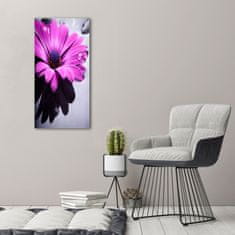 Wallmuralia Foto-obraz canvas do obýváku Růžová gerbera 50x100 cm