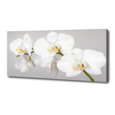 Wallmuralia Foto obraz canvas Orchidej 125x50 cm