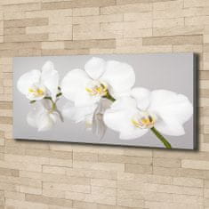 Wallmuralia Foto obraz canvas Orchidej 125x50 cm