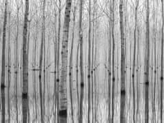 AG Design Abstrakce břízový les, fototapeta, 375x270 cm