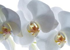 AG Design Bílá orchidej, fototapeta, 180x127 cm