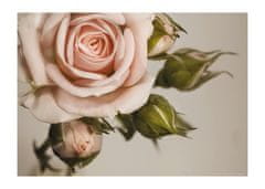 AG Design Růže, fototapeta , 155 x 110 cm