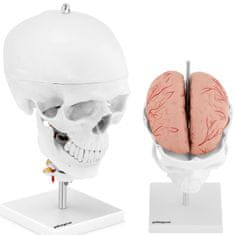 shumee 3D anatomický model lidské lebky s mozkem, 7 obratlů, měřítko 1:1