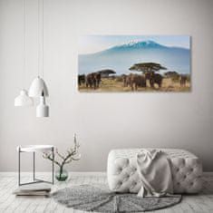 Wallmuralia Foto obraz skleněný horizontální Sloni Kilimandžaro 125x50 cm 2 úchytky