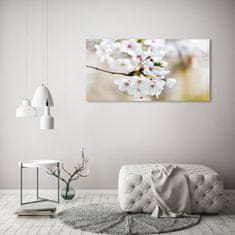 Wallmuralia Foto-obraz fotografie na skle Květy višně 125x50 cm 2 úchytky