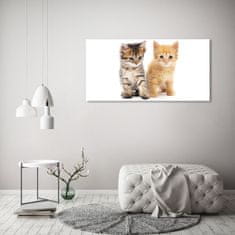 Wallmuralia Foto-obrah sklo tvrzené Hnědá a červená kočka 125x50 cm 2 úchytky