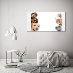 Wallmuralia Foto-obrah sklo tvrzené Psy a kočky 125x50 cm 2 úchytky