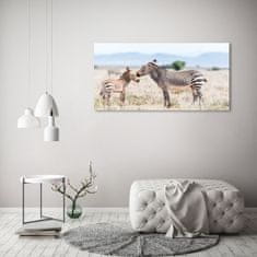 Wallmuralia Foto obraz sklo tvrzené Zebry v horách 125x50 cm 4 úchytky