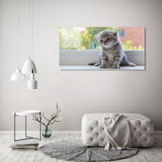 Wallmuralia Foto obraz fotografie na skle Malá kočka u okna 125x50 cm 2 úchytky