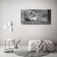 Wallmuralia Foto obraz canvas Šedý vlk 120x60 cm