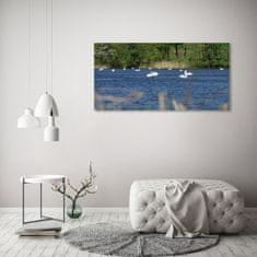 Wallmuralia Foto obraz fotografie na skle Bílé labutě 125x50 cm 2 úchytky