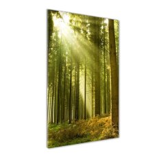 Wallmuralia Vertikální Foto obraz fotografie na skle Slunce v lese 50x125 cm 2 úchytky