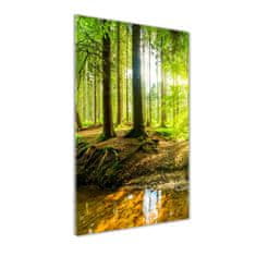 Wallmuralia Vertikální Foto obraz fotografie na skle Slunce v lese 60x120 cm 4 úchytky