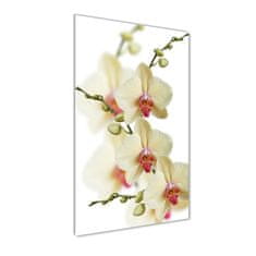 Wallmuralia Vertikální Foto-obrah sklo tvrzené Orchidej 70x140 cm 2 úchytky