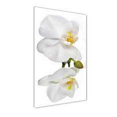 Wallmuralia Vertikální Foto obraz fotografie na skle Bílá orchidej 70x140 cm 4 úchytky