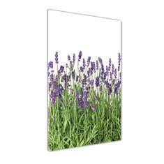 Wallmuralia Vertikální Foto obraz sklo tvrzené Pole levandule 50x125 cm 2 úchytky