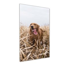 Wallmuralia Vertikální Foto obraz skleněný svislý Golden retriever 70x100 cm 2 úchytky