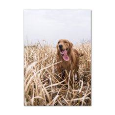 Wallmuralia Vertikální Foto obraz skleněný svislý Golden retriever 70x100 cm 2 úchytky