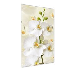 Wallmuralia Vertikální Foto obraz fotografie na skle Bílá orchidej 70x100 cm 2 úchytky