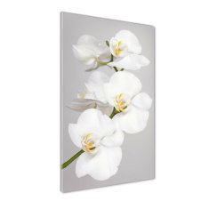 Wallmuralia Vertikální Foto obraz fotografie na skle Bílá orchidej 70x140 cm 4 úchytky