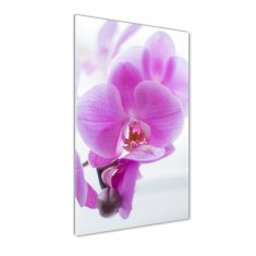 Wallmuralia Vertikální Fotoobraz na skle Růžová orchidej 60x120 cm 2 úchytky