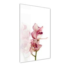 Wallmuralia Vertikální Fotoobraz na skle Růžová orchidej 60x120 cm 2 úchytky