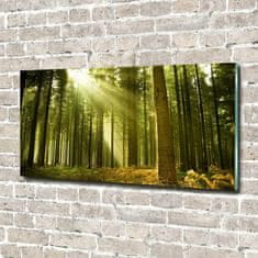 Wallmuralia Foto obraz sklo tvrzené Sosnový les 100x50 cm 4 úchytky