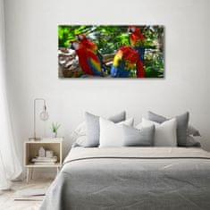 Wallmuralia Foto-obrah sklo tvrzené Papoušci Ara 120x60 cm 4 úchytky