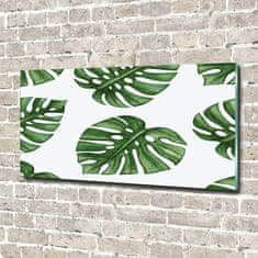 Wallmuralia Foto obraz skleněný horizontální Monstera 100x50 cm 2 úchytky