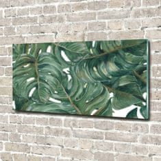 Wallmuralia Fotoobraz na skle Monstera 120x60 cm 2 úchytky