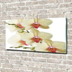 Wallmuralia Foto obraz fotografie na skle Orchidej 140x70 cm 2 úchytky