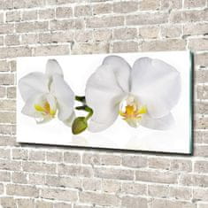 Wallmuralia Foto obraz skleněný horizontální Orchidej 120x60 cm 2 úchytky