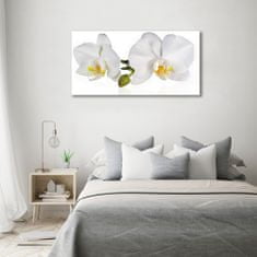 Wallmuralia Foto obraz skleněný horizontální Orchidej 120x60 cm 2 úchytky